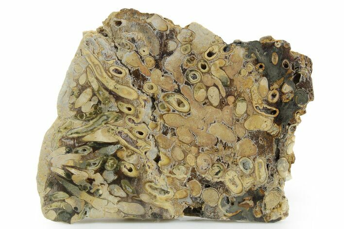 Polished Fossil Teredo (Shipworm Bored) Wood - England #351117